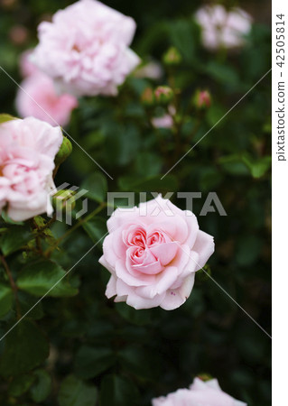 玫瑰園玫瑰（綜藝家居與園藝） 42505814