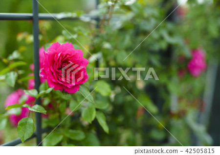 玫瑰園玫瑰 42505815