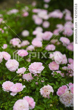 Rose garden rose (variety County of Cheshire) 42505818