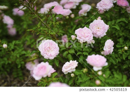 Rose garden rose (variety County of Cheshire) 42505819