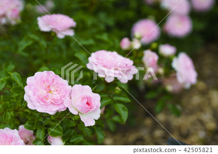 玫瑰園玫瑰(品種郡柴郡) 玫瑰園玫瑰(品種郡柴郡) 42505821