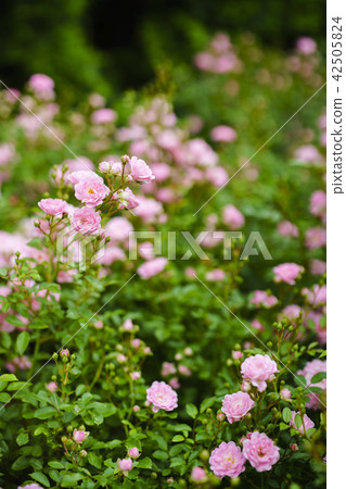 Rose garden rose (variety Fairy) Rose garden rose (variety Fairy) 42505824