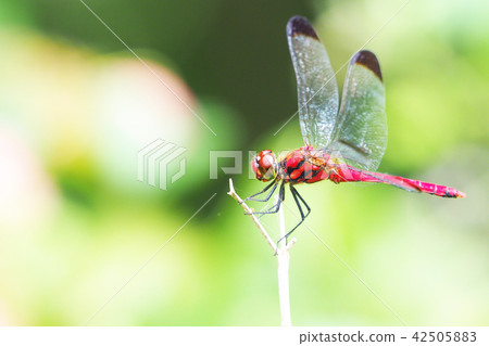 Conosimetorbos (male) 42505883