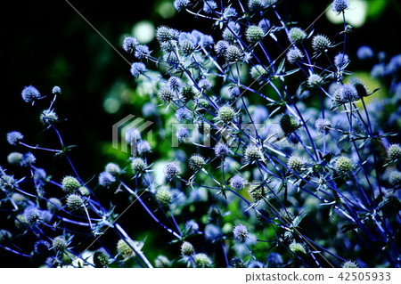 Blooming, blooming, Ruritamami's flower Blooming, blooming, Ruritamami's flower 42505933