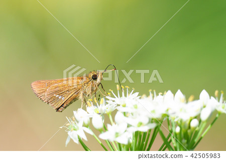 Ichimon dyseri and a Japanese flower Ichimon dyseri and a Japanese flower 42505983