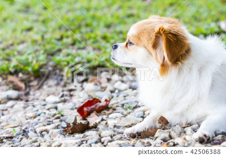 Pomeranian sitting Pomeranian sitting 42506388