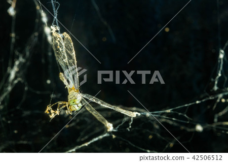 dragonfly in spider web dragonfly in spider web 42506512