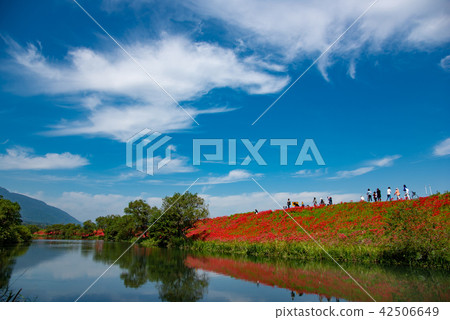 People wandering around the bank of Higanbana on the bloom People wandering around the bank of Higanbana on the bloom 42506649