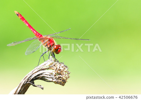 Natsuakane (male) Natsuakane (male) 42506676