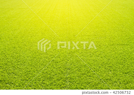 background of beautiful green grass background of beautiful green grass 42506732