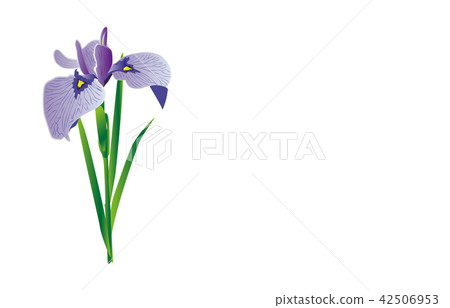 Prefectural Flower: Mie Japanese Iris 42506953