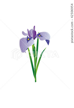 Prefectural Flower: Mie Japanese Iris 42506954