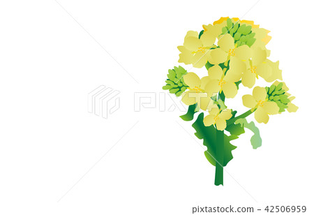 Prefectural flower: Chiba Nanohana Prefectural flower: Chiba Nanohana 42506959