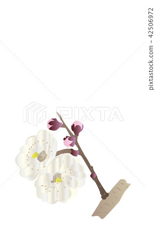 Prefectural flower: Oita Bungo plum 42506972