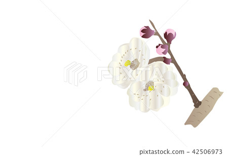 縣花 大分豐後梅 42506973