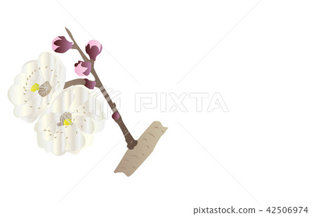 縣花 大分豐後梅 縣花 大分豐後梅 42506974