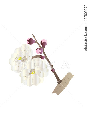 縣花 大分豐後梅 縣花 大分豐後梅 42506975