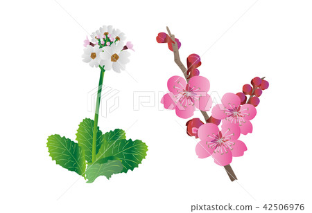 縣花 大阪報春花、梅花 縣花 大阪報春花、梅花 42506976