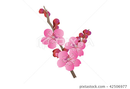 縣花大阪梅 42506977