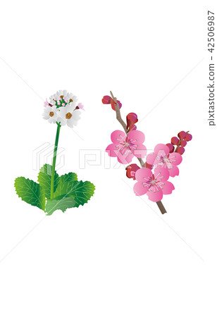 縣花 大阪報春花、梅花 縣花 大阪報春花、梅花 42506987