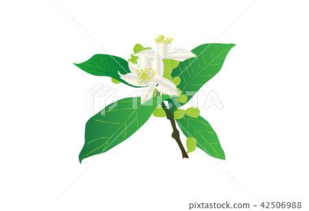 各縣之花 山口夏見官 各縣之花 山口夏見官 42506988