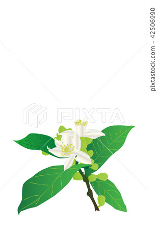 各縣之花 山口夏見官 各縣之花 山口夏見官 42506990