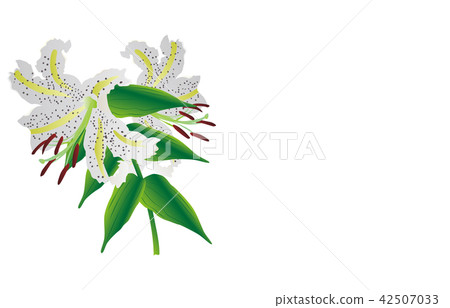 縣花神奈川山百合 42507033