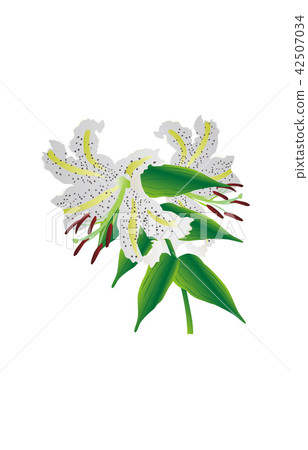 Prefectural flower: Kanagawa mountain lily Prefectural flower: Kanagawa mountain lily 42507034