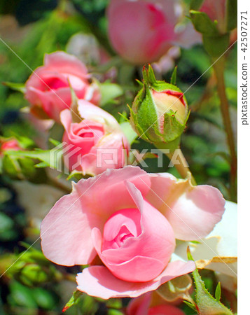 Pink roses 42507271