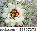 仙人掌花 42507272
