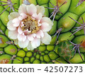仙人掌花 42507273