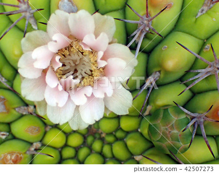 Cactus Flower Cactus Flower 42507273