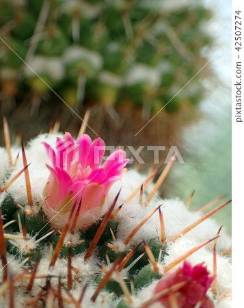 Cactus Flower Cactus Flower 42507274