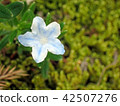 淡藍色小花 42507276