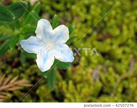 Light blue small flower Light blue small flower 42507276