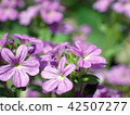 紫花 42507277