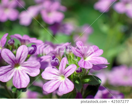 Purple flower Purple flower 42507277
