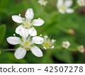 白花 42507278