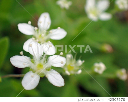 白花 白花 42507278