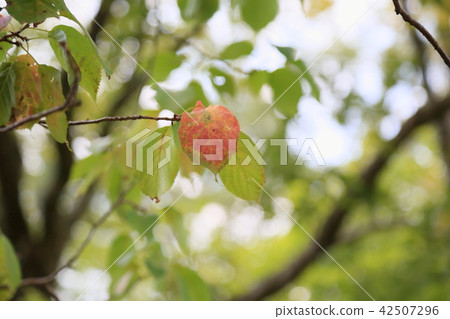 The summer park Yao cherry leaf of Nara 42507296