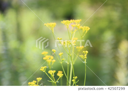 Summer park Ominaeshi flowers 42507299