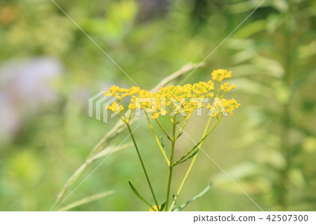 Summer park Ominaeshi flowers 42507300