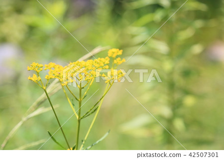 Summer park Ominaeshi flowers 42507301