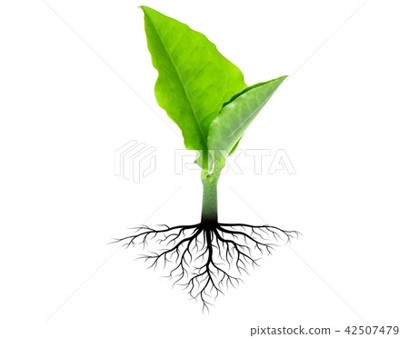 sprout tree with root 42507479