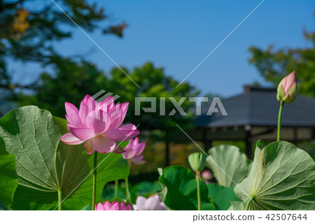 京都Mie Muroto寺蓮花 42507644