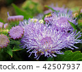 藿香薊（藿香薊） 42507937