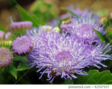 Ageratum (Ageratum) 42507937