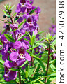 Angelonia（Narrowleaf angelon，Summer snapdragon） 42507938