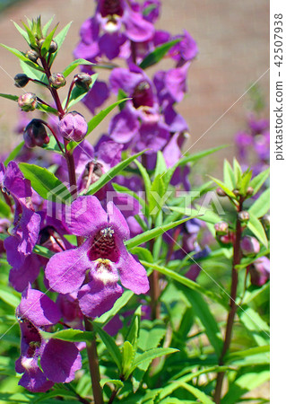 Angelonia（Narrowleaf angelon，Summer snapdragon） 42507938