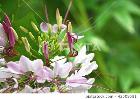 Creosé flowers in the rain 42509581